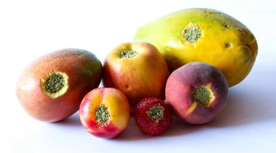 Bong Casero Fruta